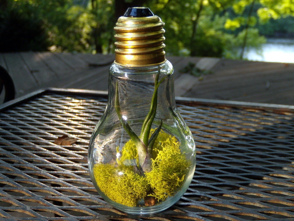 RESERVED Bright Light Bulbosa Air Plant In Light Bulb