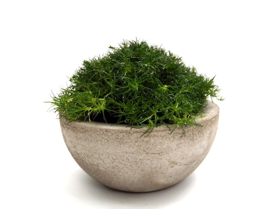 Irish Moss in Concrete Bowl