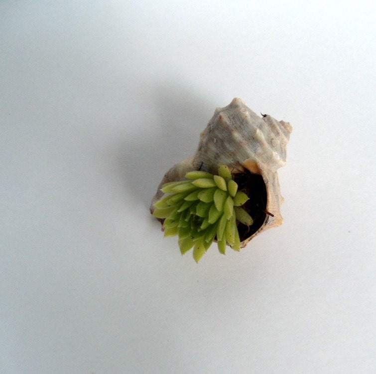 Succulent Sea Shell