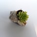 Succulent Sea Shell