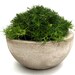 Irish Moss in Concrete Bowl