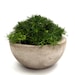 Irish Moss in Concrete Bowl