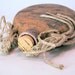 Sandstorm Flask