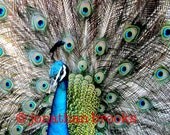 4 Glass Peacock Coasters - Set of 4 Thick Glass Photo Coasters and Cassava Wood Holder (Original Fine Art Print)