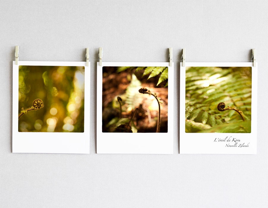 Photo Collection Gift New Zealand / Ribba Frame / Fine Art / Artwork / Forest / Koru's awakening / 4x4.5 (three prints 10x12 cm)