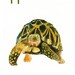 ALPHABET ANIMAL  T for Turtle by DIMDImini 5x7 Print