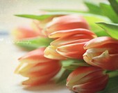 Tulip Dreams- Soft- Dreamy- Tulip Flowers- Flora- Feminine- Botanical Print- Flower Photography- 8x12 Fine Art Print
