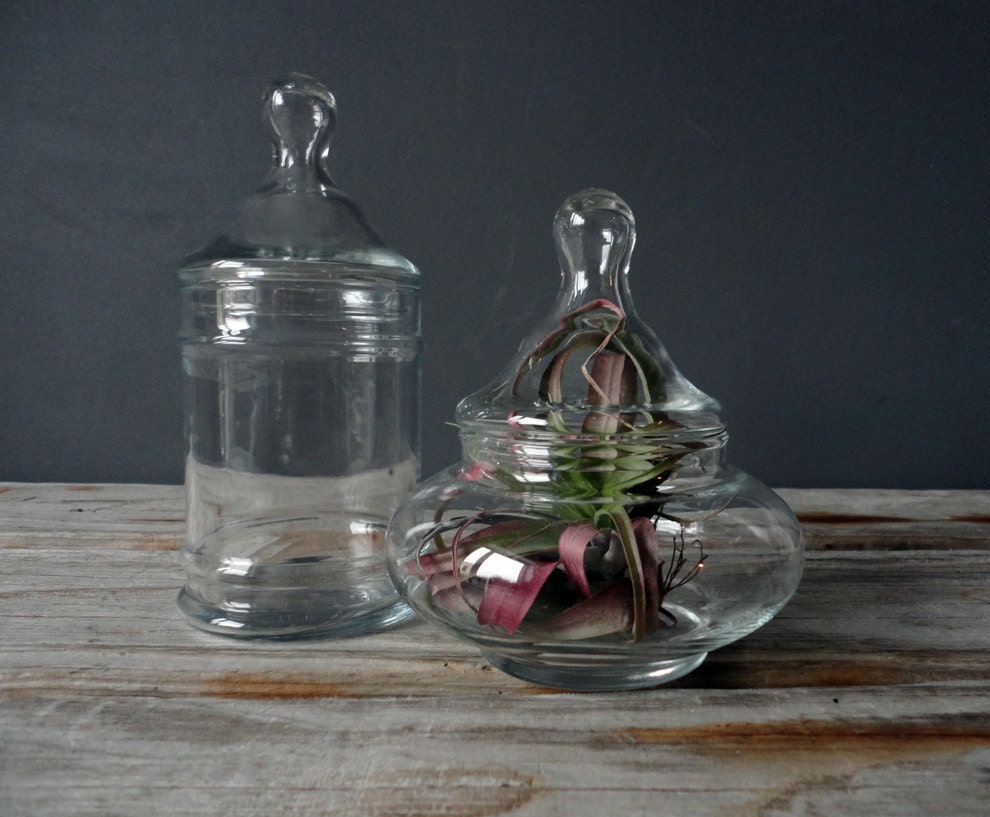 Glass Apothecary Jar