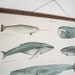 Whales - vintage educational chart illustration
