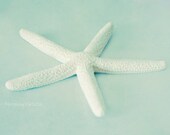 25% Off SALE starfich photograph. fine art photo home decor cottage wall art. beach house decor. ocean. 8x8. blue. baby. nursery art