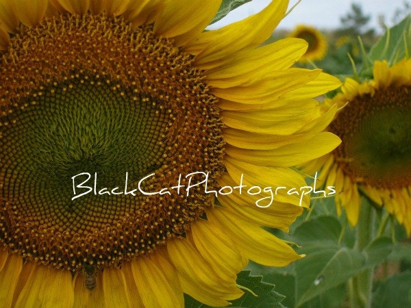 Nursery Flower photo, sunflower mustard yellow photograph, 5x7 happy print, country style decor, sun, field of flowers, cottage style