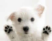 4 Dog Puppy West Highland Terrier Greeting Notecards/ Envelopes Set