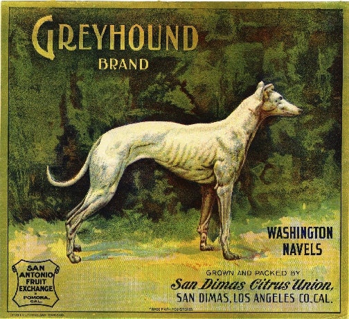 Greyhound Crate