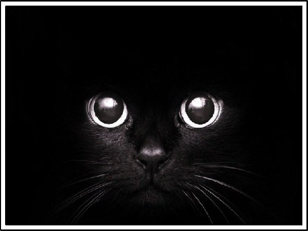 4 Kitten Cat Black Cats Kittens Halloween Greeting Notecards/ Envelopes Set