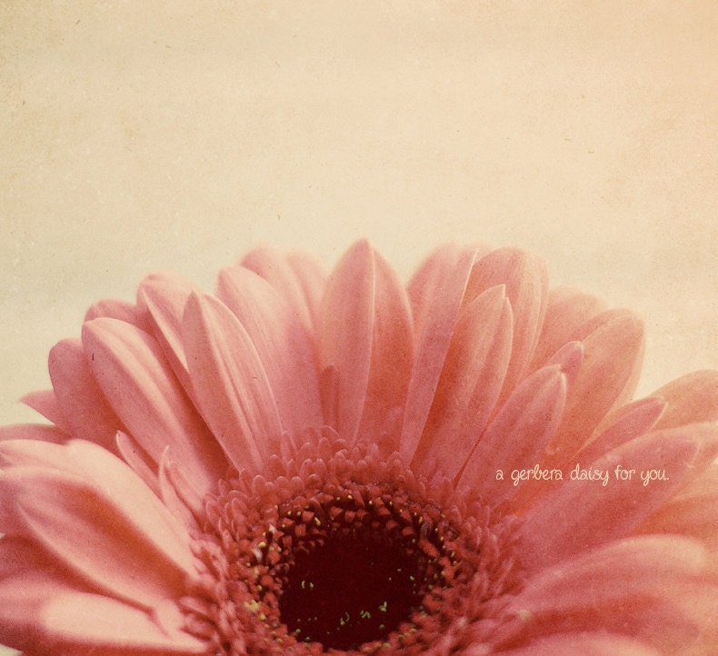 Gerbera Daisy Photo Art Print Pink Flower - 8 x 8