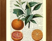 Dictionary Art Prints, Orange Print, vintage illustration on upcycled  dictionary page, decorative kitchen arts poster gifts for her