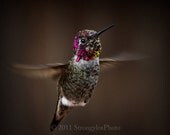 hummingbird portrait humming bird in flight, 8x10 photo, brown, green, bright pink, yellow feathers