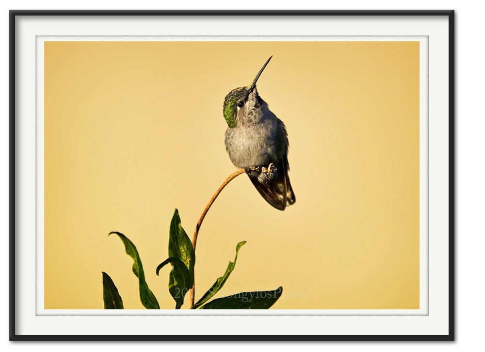 hummingbird photography, 16x20 print, female Anna Hummingbird, humming bird, green feathers, leaves, pale yellow