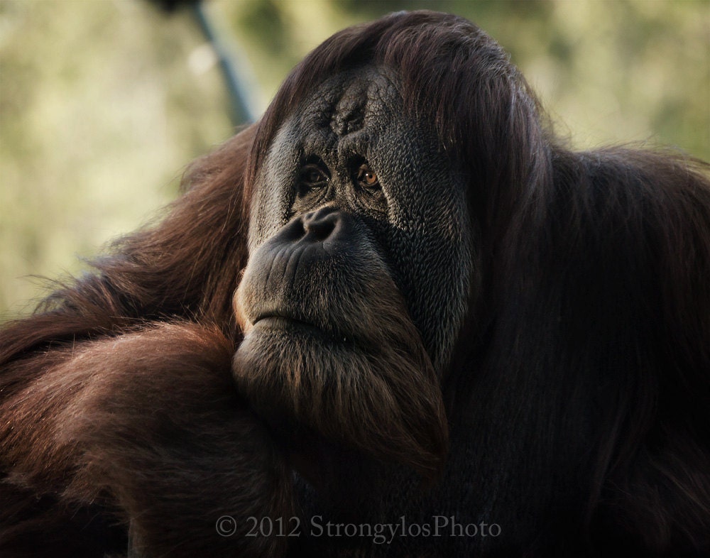 animal photography orangutan, 11x14 print, san diego zoo, child, teen, office decor, animal portrait, StrongylosPhoto