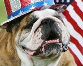 5x7 English Bulldog 4th of July Card