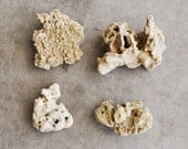 amazing kansas limestone deposit lake rocks 4 pcs