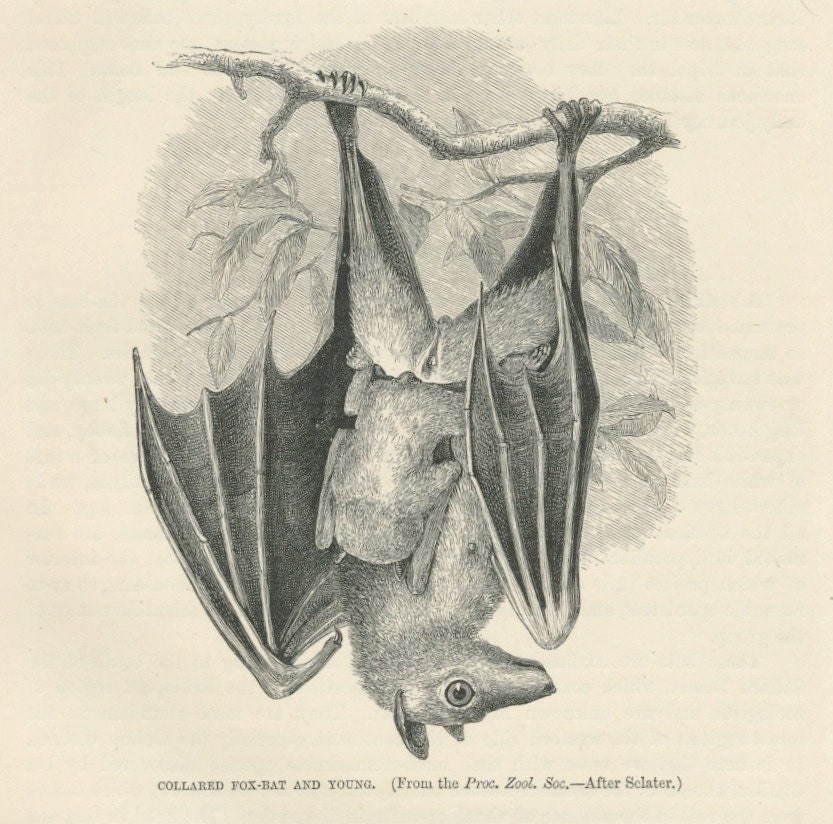 postcards eerie bats and amonkey skeleton set of five