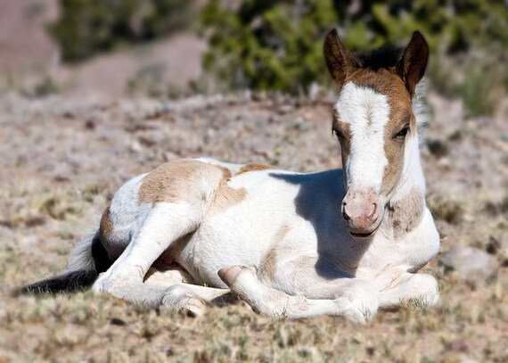 Wild Foal Horse 5 x 7 Photography print, NewMexico