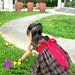 Colette Dress For Girl 12M-6Y-Faux layered skirt-Puffy sleeves option-Sleeveless option-Sash option-Easy Sew PDF pattern and Instruction