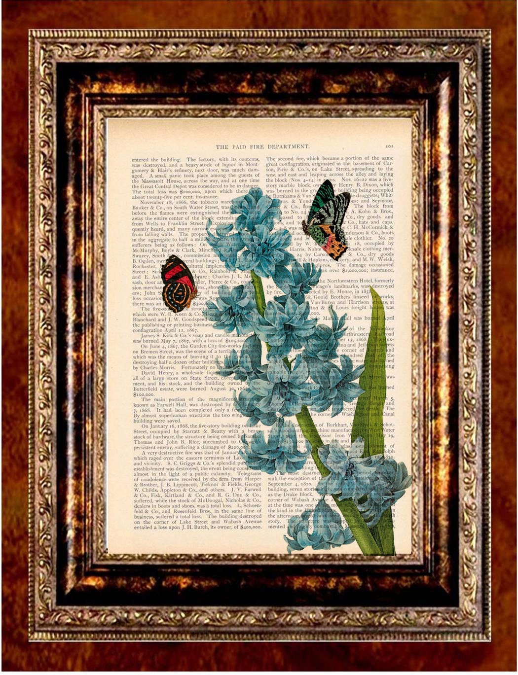 HYACINTH and BUTTERFLIES Flower Color Art Print Antique 1800's Book Page or Dictionary Page Upcycled Recycled