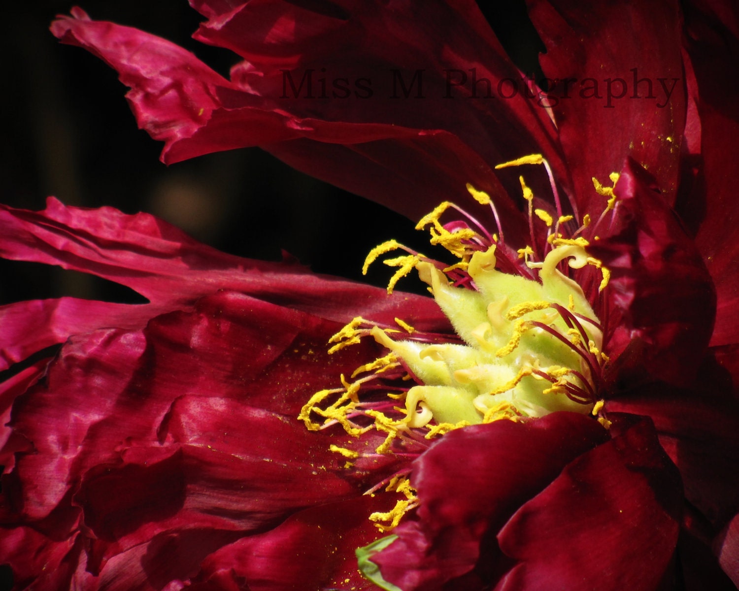 Maroon, red and yellow flower photograph, home decor, modern, nature, original fine art photograph - 8x10 print