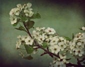 Spring, aqua, green, turquoise, floral, flower blossoms, home decor, original fine art photograph, 8x10 print, metallic Finish
