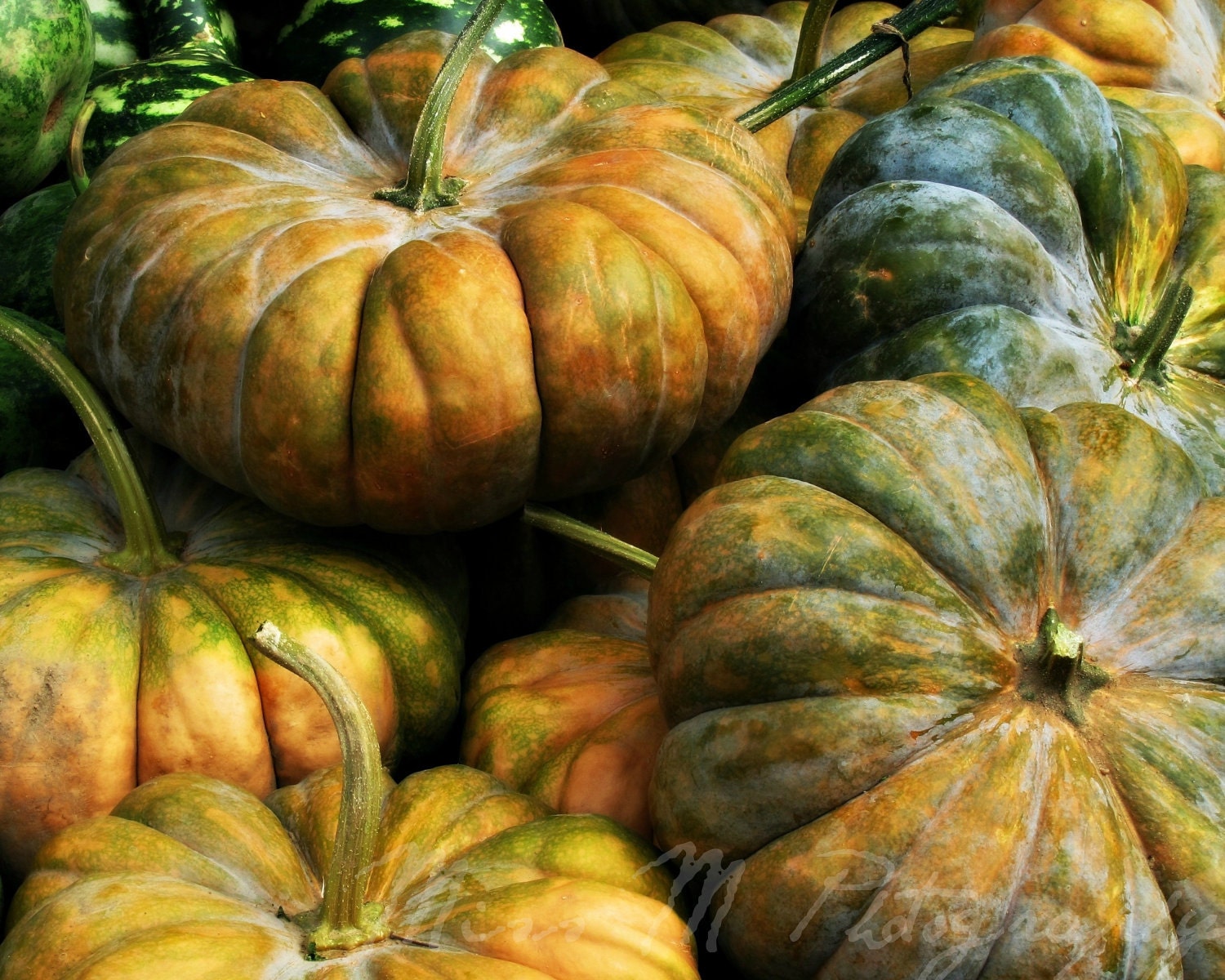 Autumn, Home Decor, Orange, green, pumpkins, farmhouse, rustic, kitchen, food, original fine art photograph, 8x10 print