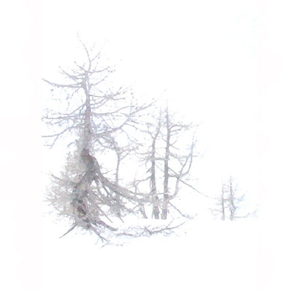 Larch in the Alps 1 -giclee print