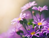 Purple Photograph print - fine art photography 5x5 - photo prints - botanical print nature photography clickety violet "Daisy Love"