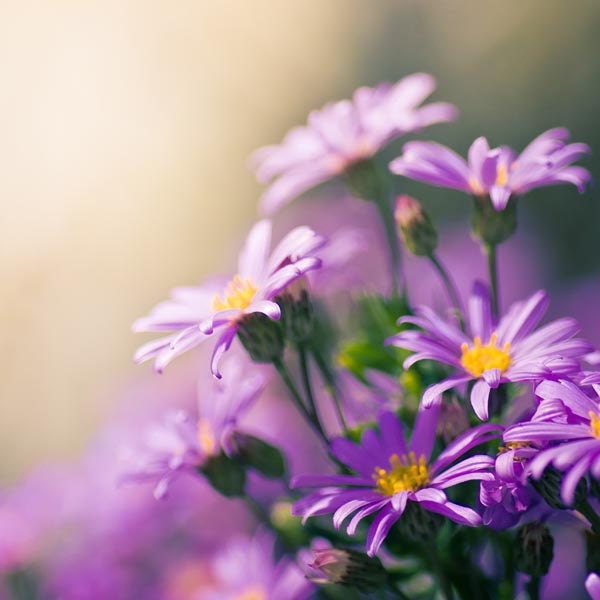 Purple Photograph print - fine art photography 5x5 - photo prints - botanical print nature photography clickety violet "Daisy Love"