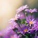 Purple Photograph print - fine art photography 5x5 - photo prints - botanical print nature photography clickety violet "Daisy Love"