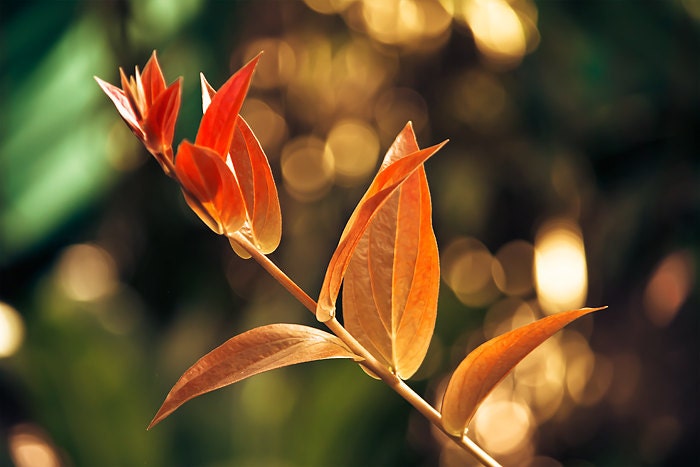 The Air was Welcome 9 x 6 Print.  Dappled sunlight, tones of fire, summer nears, leaves stem