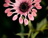Dark Flowers Blossom 6 x 9 Print.  Pink purple toned flower, moody alien, strange beautiful