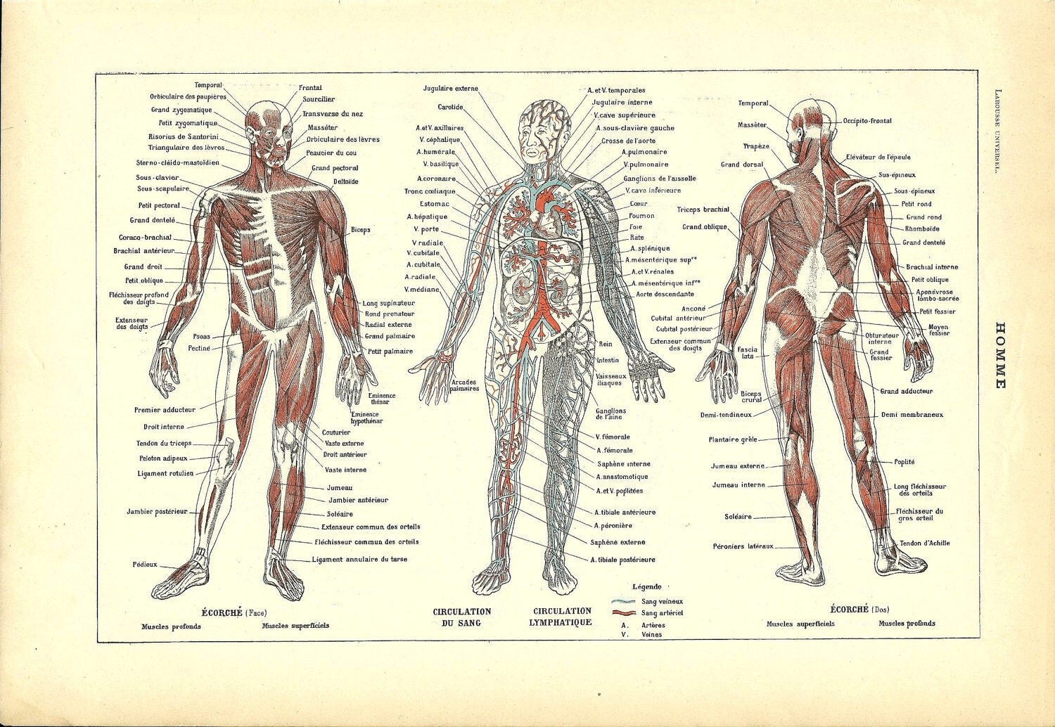Human Anatomy Poster