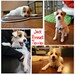 Series of 4 miniature custom paintings of YOUR DOG (3x3")