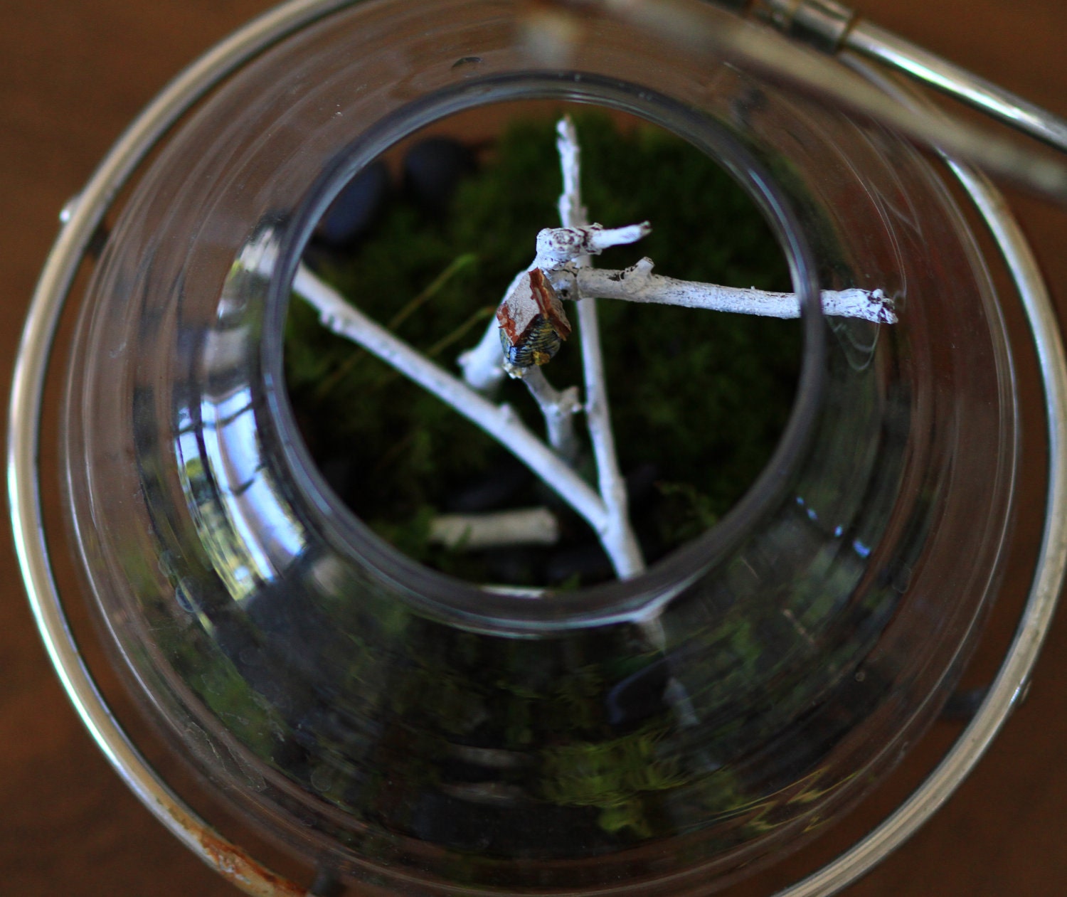 Forest Globe Lantern - Living Terrarium and Miniature Sculpture