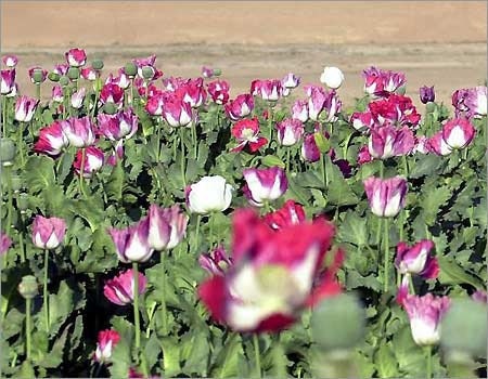 25 Giant Afghan Poppy Seeds-1143