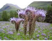 20 Tall Fernleaf Fiddleneck Seeds-1161B