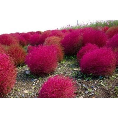 15 Kochia Scoparia Seeds-1241