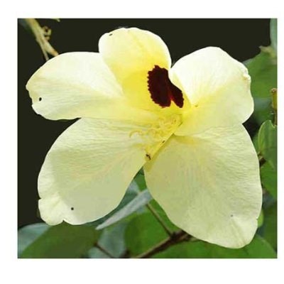 Yellow Orchid Tree