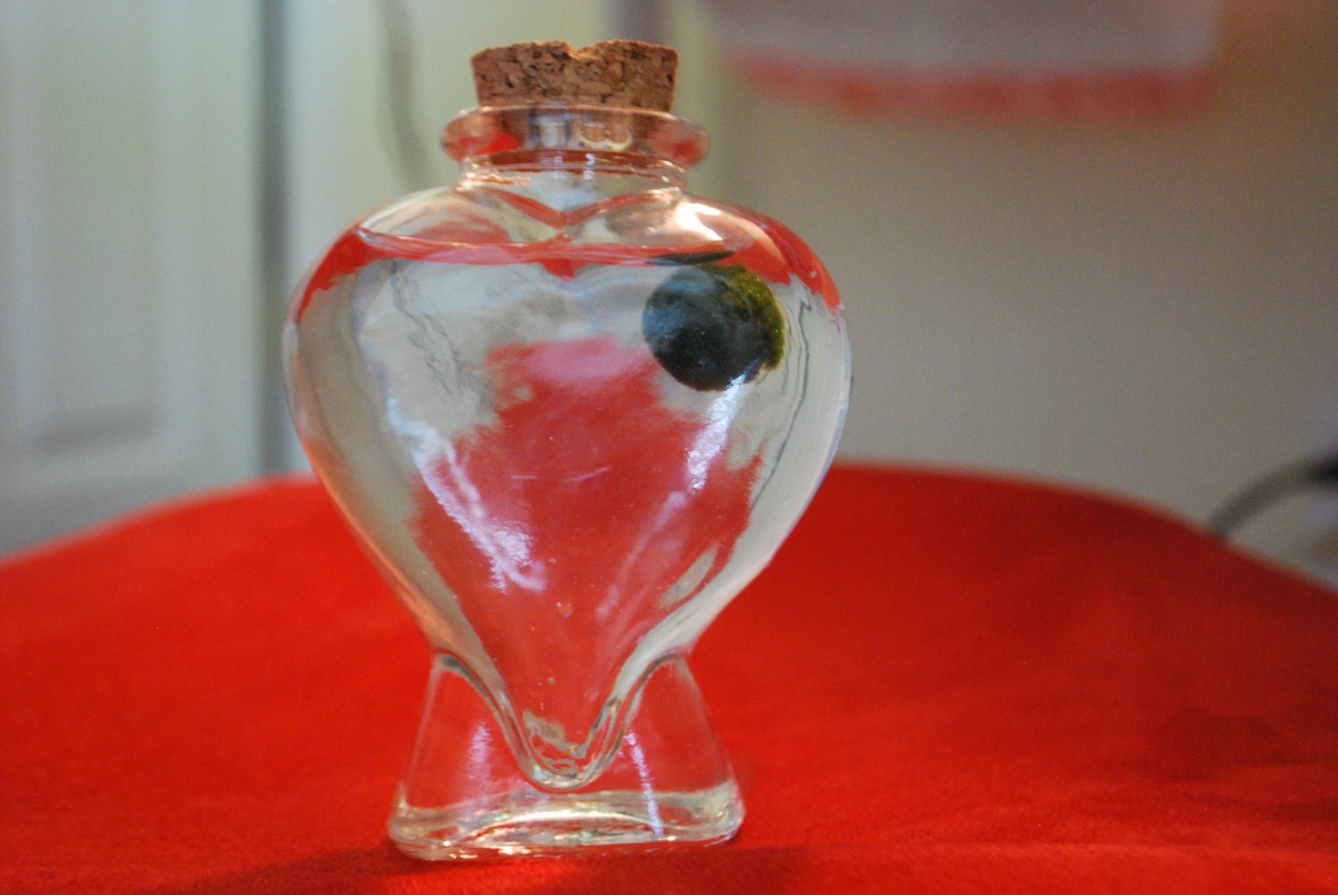 super cute marimo miniature desktop aquarium, heart bottle