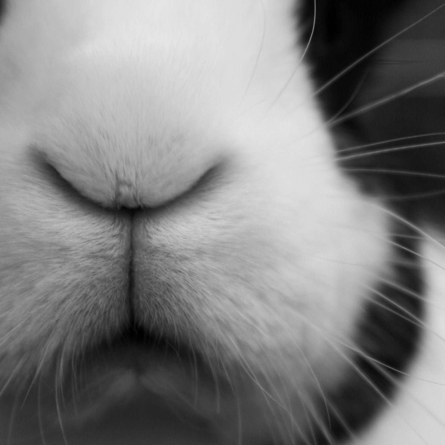Black and White Bunny Photograph 4x4 Altered Art Print Rabbit