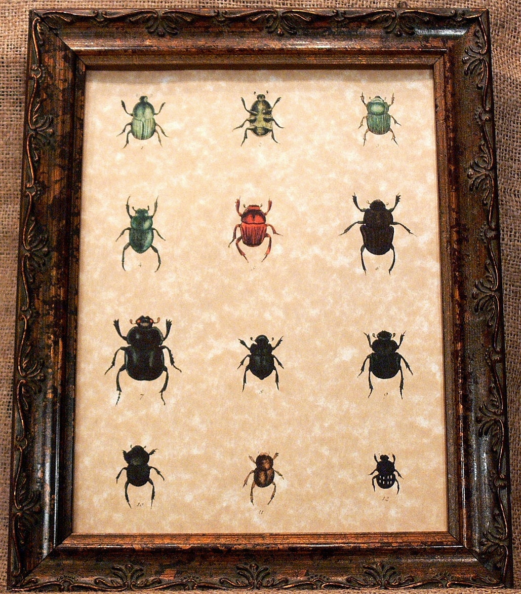 Study of Beetles Art Print on Parchment Paper
