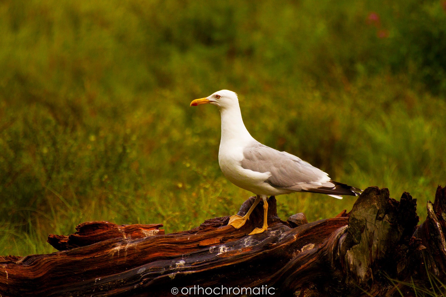 SALE: SAVE 50% - Seagull & Branch - 15x10" Lustre Premium Fine Art Nature Photo Print - Affordable Artwork Decor