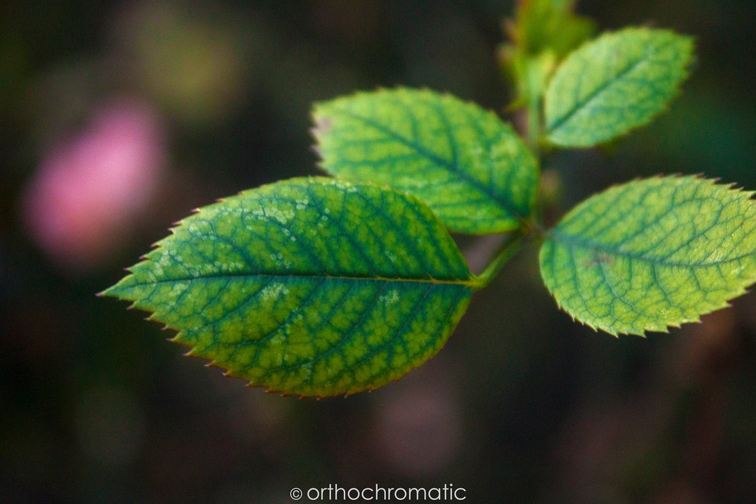 Rose Leaf Veins - 8x6" Lustre Mounted Premium Fine Art Nature Photo Print - Affordable Artwork Decor